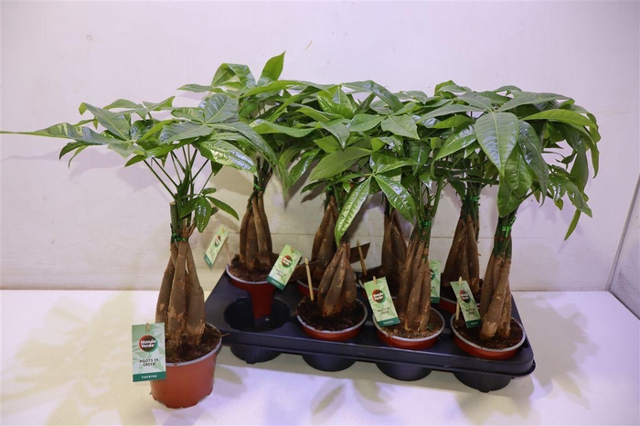 <h4>arr8 Pachira Aquatica Gevlochten Stam</h4>