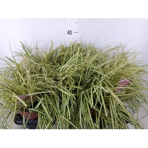 Carex hachijoensis 'Evergold'