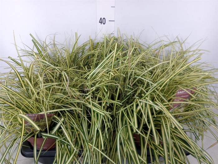 <h4>Carex hachijoensis 'Evergold'</h4>