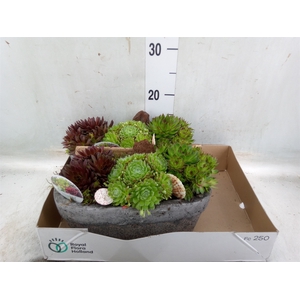 Arr.  Sempervivum L%