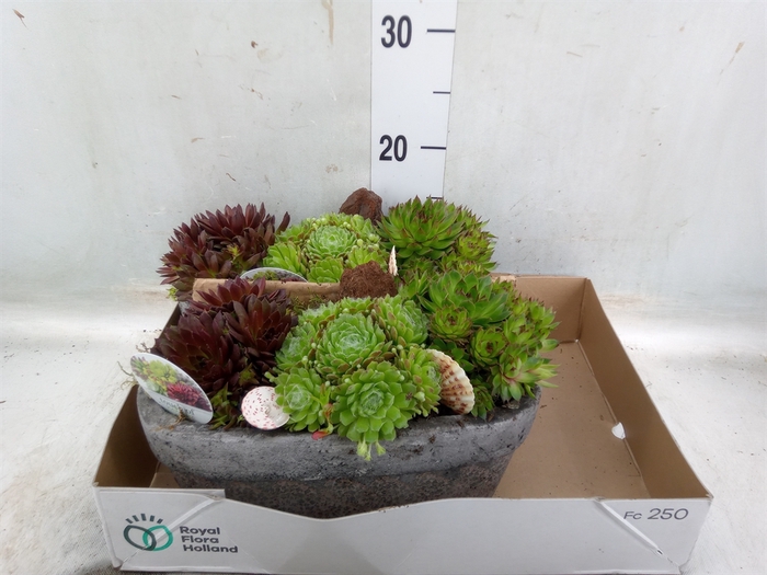 <h4>Arr.  Sempervivum L%</h4>