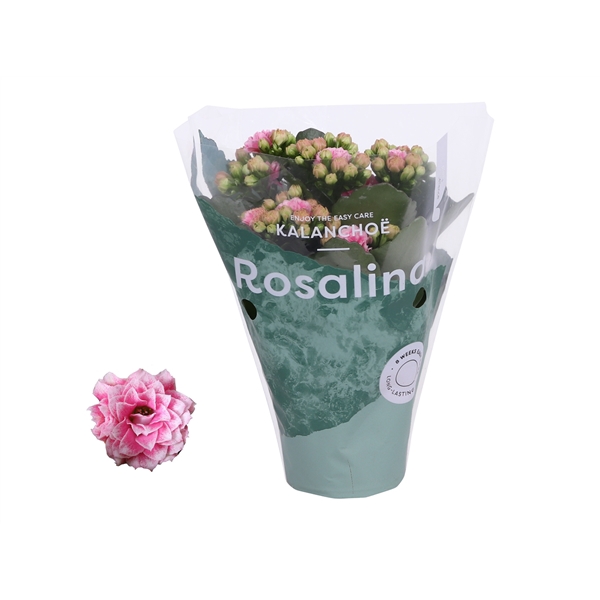 <h4>Kalanchoe Rosalina 07cm Don Alano wit/roze</h4>