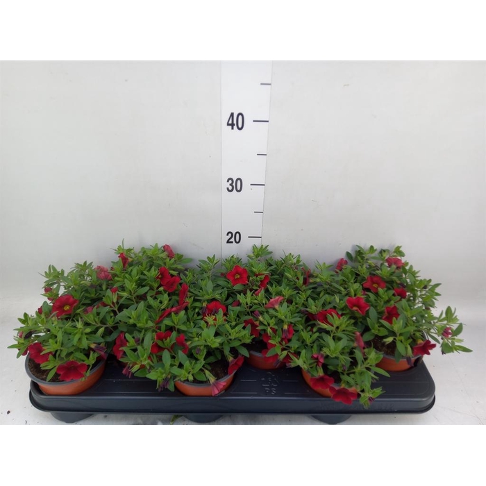 <h4>Calibrachoa  'Minifam Dk Red'</h4>