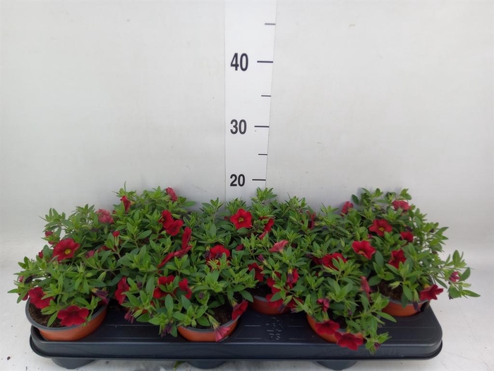 Calibrachoa  'Minifam Dk Red'