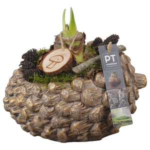 Arr.  Hippeastrum  L%