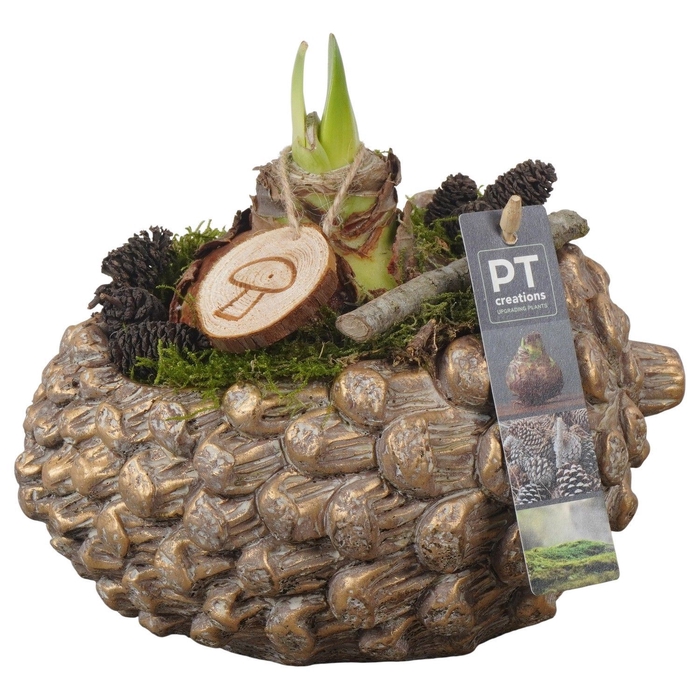 <h4>Arr.  Hippeastrum  L%</h4>