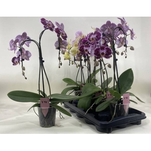 PHAL GEM