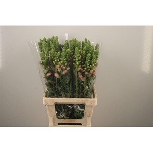 Antirrhinum It. Pink