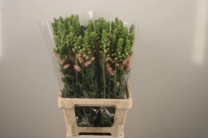 <h4>Antirrhinum It. Pink</h4>