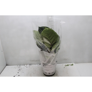 ANTHURIUM CRYSTALLINUM P17