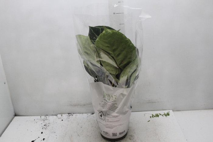 <h4>ANTHURIUM CRYSTALLINUM P17</h4>