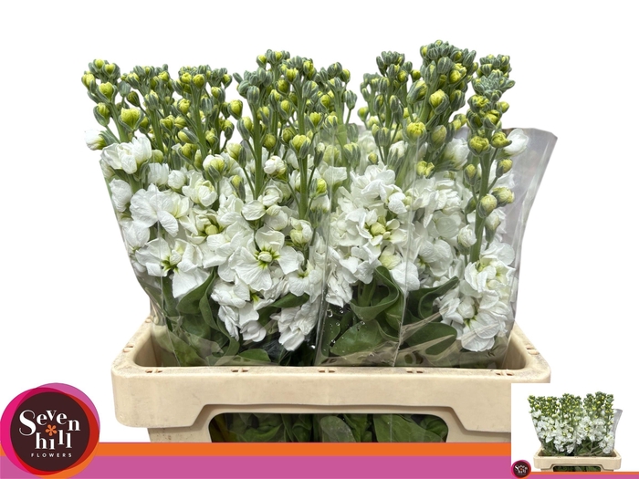 <h4>MATTH AIDA WHITE</h4>