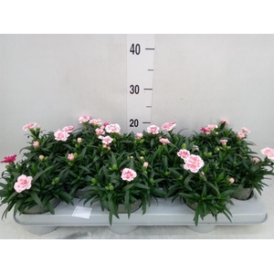 Dianthus  'Oscar White And Red'