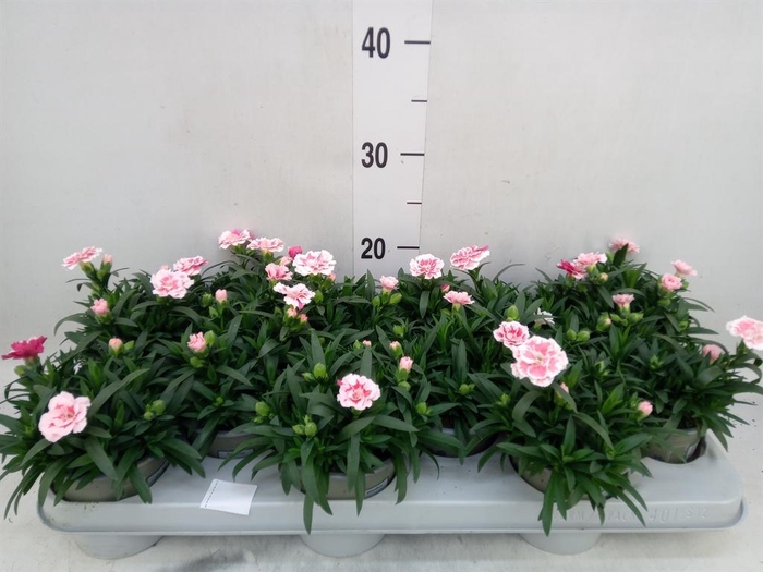 <h4>Dianthus  'Oscar White And Red'</h4>