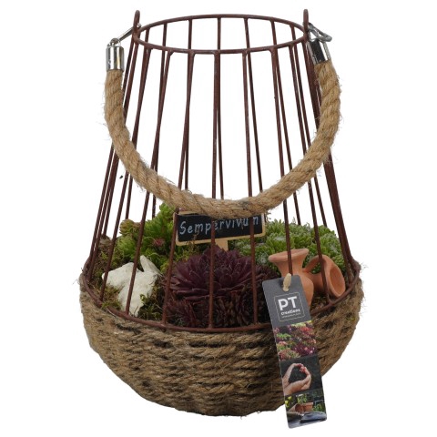 <h4>Opm Pt PTS2707 Sempervivum Metaal Mand + Touw</h4>