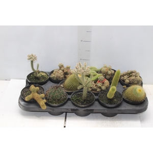 CACTUS VARIADO P11