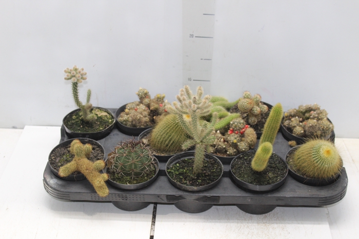 <h4>CACTUS VARIADO P11</h4>
