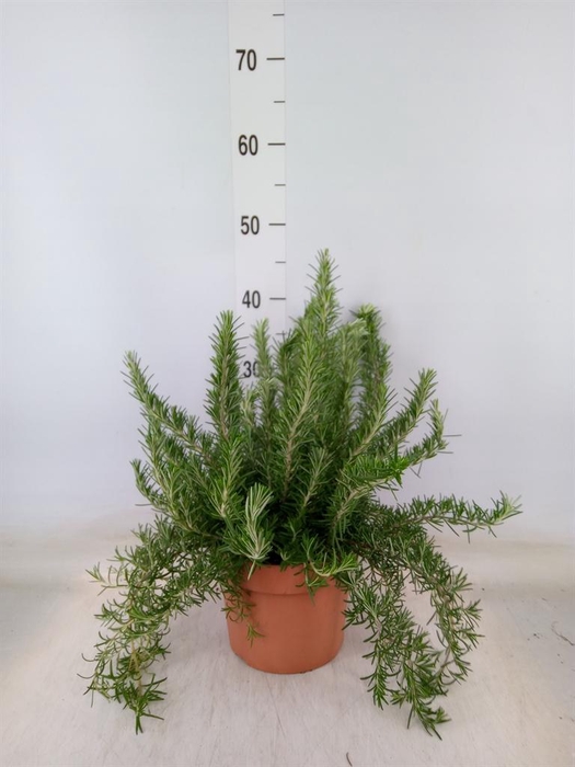 <h4>Rosmarinus officinalis 'Prostratus'</h4>