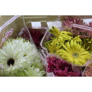 GERBERA PASTINI < 050 CM < 10 CM DIAM VARIADO