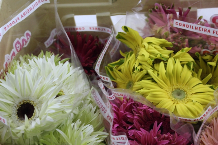 <h4>GERBERA PASTINI < 050 CM < 10 CM DIAM VARIADO</h4>