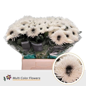 Chrysanthemum PL   ...colored H%