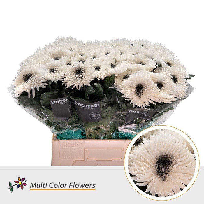 <h4>Chrysanthemum PL   ...colored H%</h4>