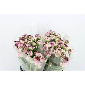 Ran Elegance Cappucino