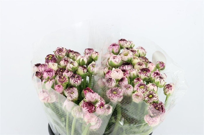 <h4>Ran Elegance Cappucino</h4>