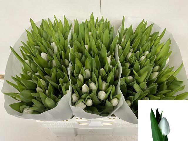 <h4>TU EN ROYAL VIRGIN</h4>