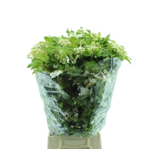 Viburnum Compacta Bloei