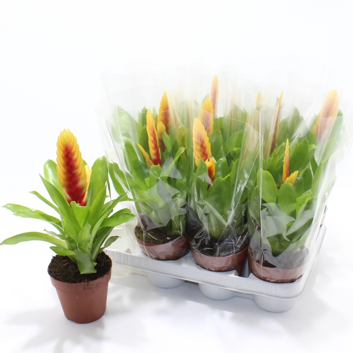 <h4>VRIES DELPHINUS</h4>