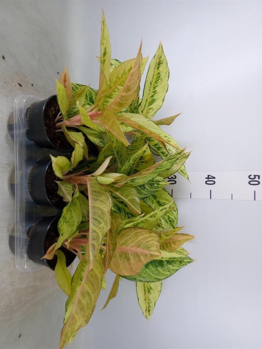 <h4>Aglaonema   ...</h4>