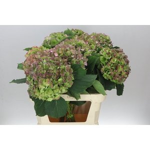 Hyd Verena Blue Classic