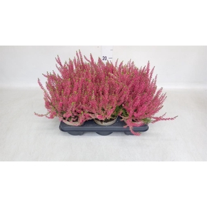 Calluna vulg. 'Garden G Angie'