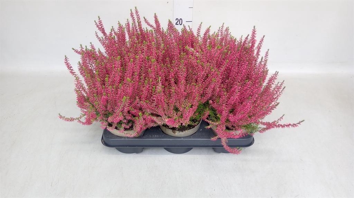 <h4>Calluna vulg. 'Garden G Angie'</h4>
