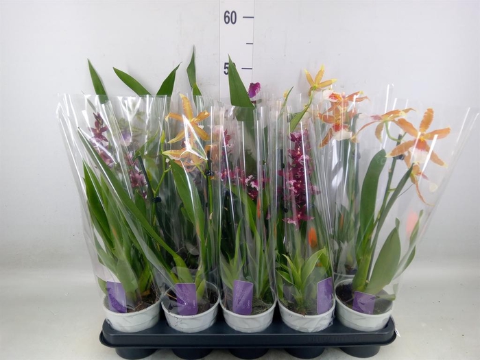 <h4>Cambria   ...mix 3</h4>