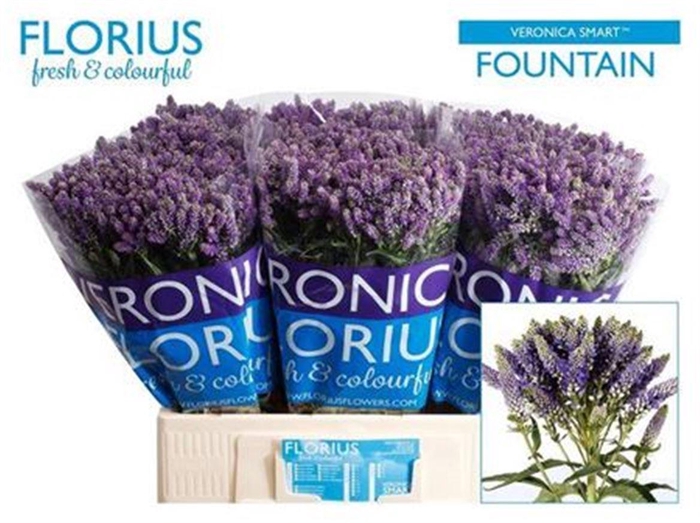 Veronica Smart Fountain Blue