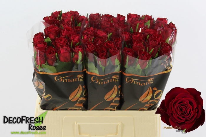 <h4>R Gr Madam red</h4>