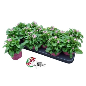 MYOS SY MON AMI PINK