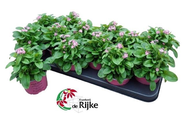 <h4>MYOS SY MON AMI PINK</h4>