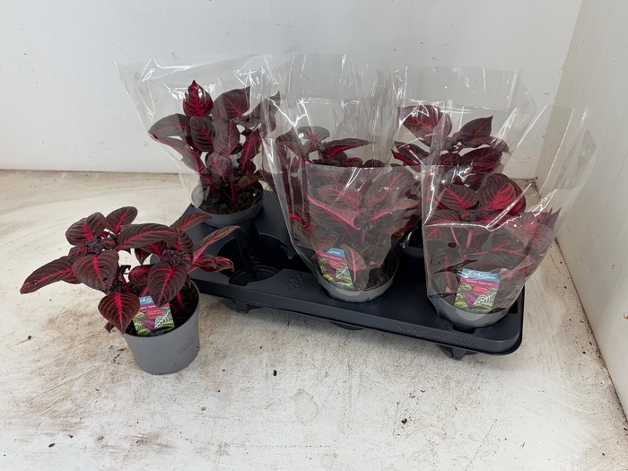 <h4>IRESINE R REDSTAR</h4>