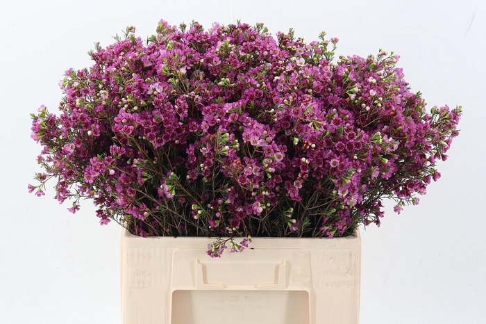 <h4>CHAME NINAS DELIGHT</h4>