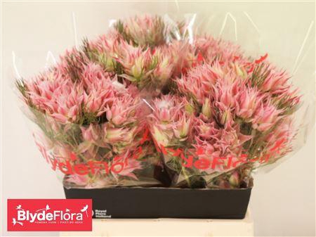 <h4>SERRURIA AYOBA MORNING STAR</h4>