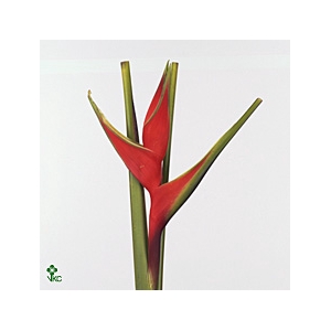 HEL BIHAI 3 BRACKS DOOS