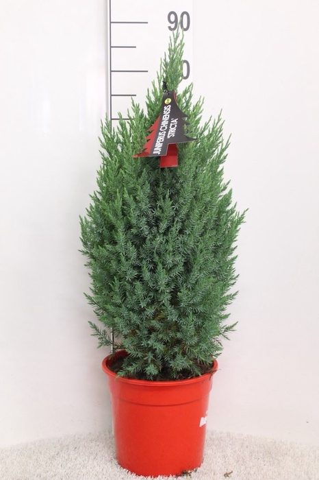 <h4>Juniperus chinensis 'Stricta'</h4>