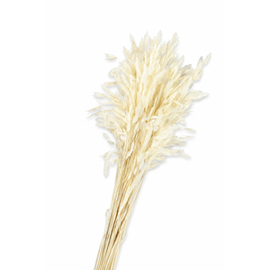 Dried Bleached Chasmanthium