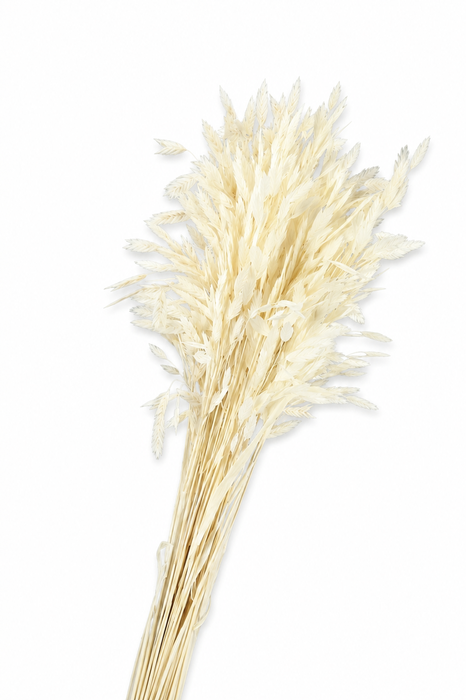 <h4>Dried Bleached Chasmanthium</h4>