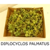 Sier Diplocyclos Palmatus