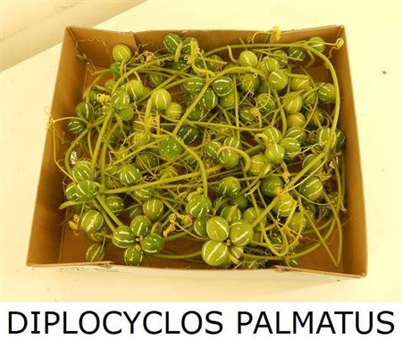<h4>Sier Diplocyclos Palmatus</h4>
