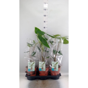Alocasia zebrina